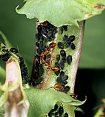 Ants Guarding Aphids
