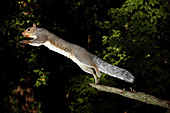 Jumping Gray Squirrel