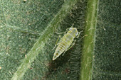 Spittlebug Larva