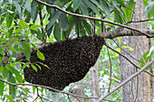 Wild Honeybee Swarm