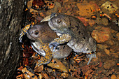 Truncate-snouted burrowing frogs