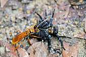 Wasp Paralyzes Trapdoor Spider