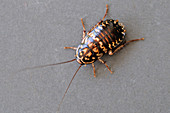 Harlequin cockroach