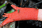 Tropical Stinkhorn With Flies