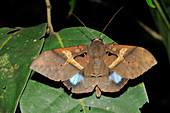 Laotian Noctuid Moth