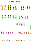 Male karyotype