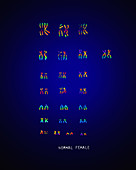 Normal Female Karyotype