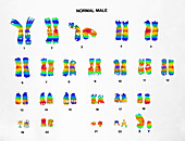 Normal Male Karyotype