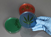 Marijuana leaves in a Petri Dish