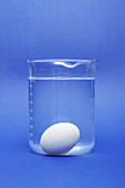 Egg sinking and floating,photo 1 of 2