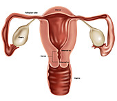 Uterus