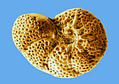 Fossil Foraminifera (SEM)