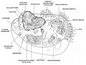 Animal Cell Diagram