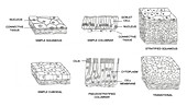 Types of Epithelial Cells