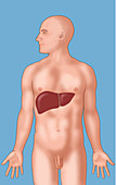 Anatomical Position of Liver
