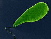 Euglena (SEM)