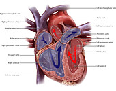 Chambers of the Heart and Bloodflow