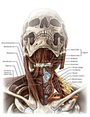 Anatomy of the Neck