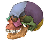 Bones of the Skull (Lateral)