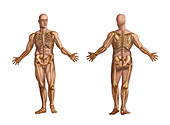 Human Skeletal System