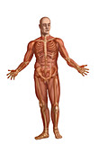 Human Muscular System