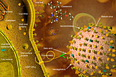 Influenza Type B Virus and Tamiflu
