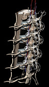 Network of Spinal Nerves