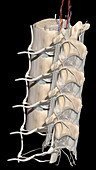 Lumbar Spine and Nerve Roots