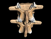 Vertebra and Facet Joints
