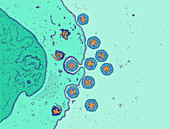 Rotavirus Infecting GI Tract