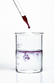 Bromocresol Purple pH Indicator