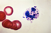 Neutrophils and Red Blood Cells (LM)