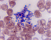 Normal Blood Smear (LM)