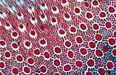 Rods and Cones,light micrograph