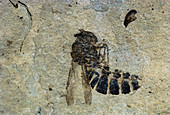 Wasp fossil