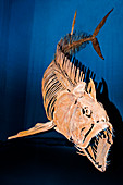 Xiphactinus fish fossil