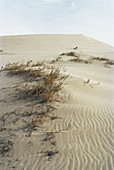 Eureka Valley Dune Grass