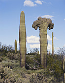 Two Saguaro Cacti
