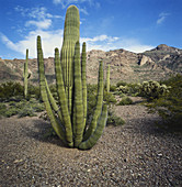 Organ Pipe and Saguaro