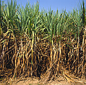 Mature sugar cane,Thailand