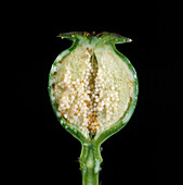 Section through opium poppy seedhead