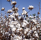 Ripe cotton crop