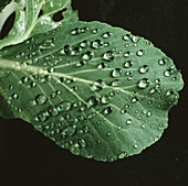 Rain water droplets on a cabbage leaf
