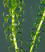 Pondweed releasing bubbles of oxygen