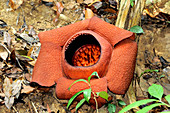 Rafflesia kerii Flower