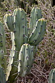 Blue Flame Cactus