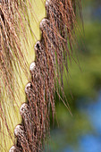Whisker Cactus or Senita