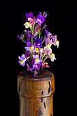 Toadflax flowers