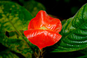 Hot Lips Flower