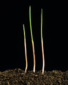 Canary Grass Seedlings